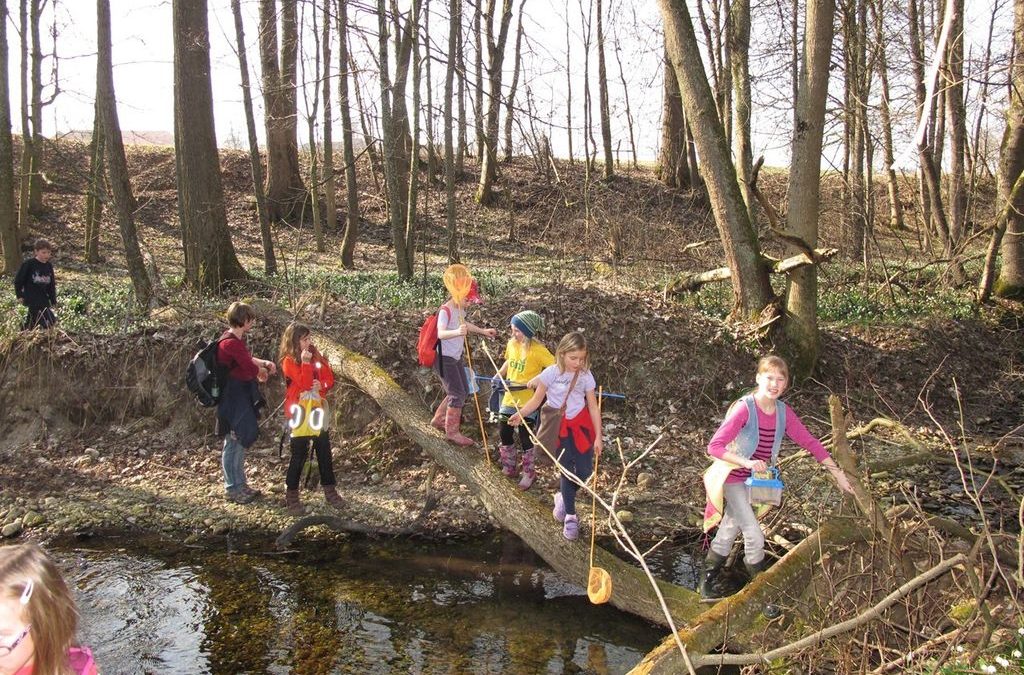 Frühling im Auwald