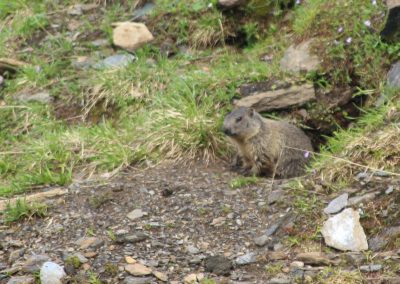 Murmeltier während der Wanderung zum Neubau