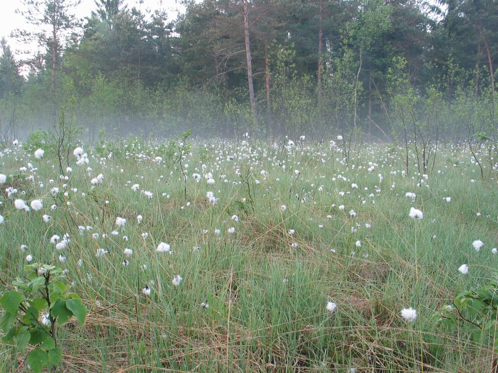 Wiesenfoto mit Programmhinweisen ÖNJ Oberösterreich