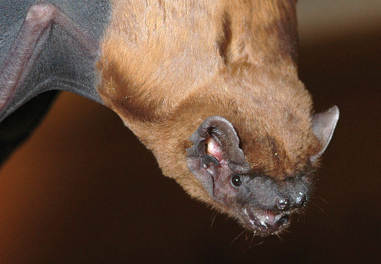 Naturdetektive Fledermäuse