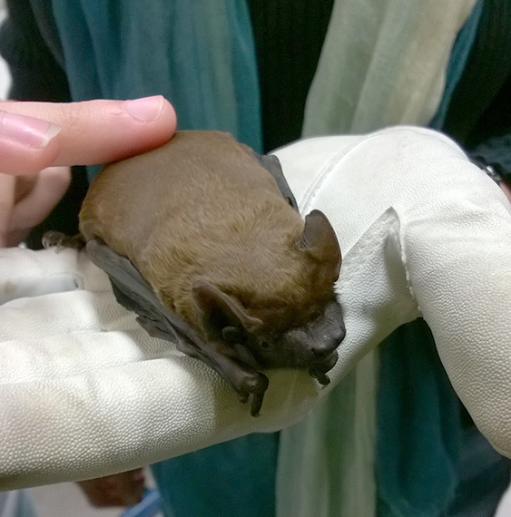 Fledermaus_klein Naturdetektive Kreuzottern