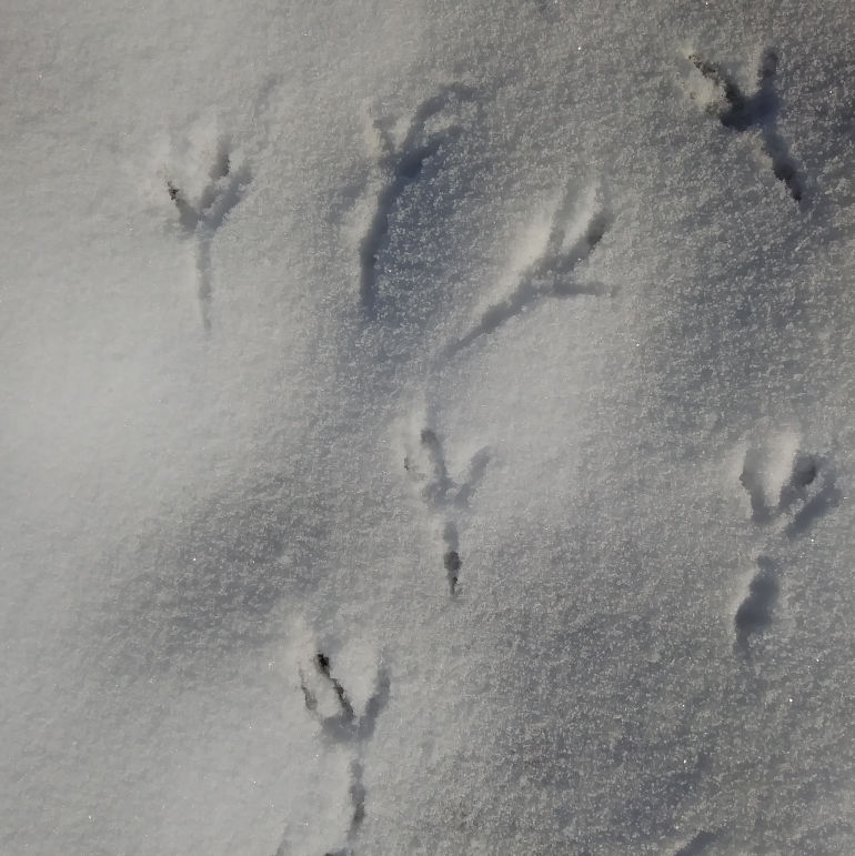 önj Naturdetektive Wintertricks önj Naturdetektive Wintertricks