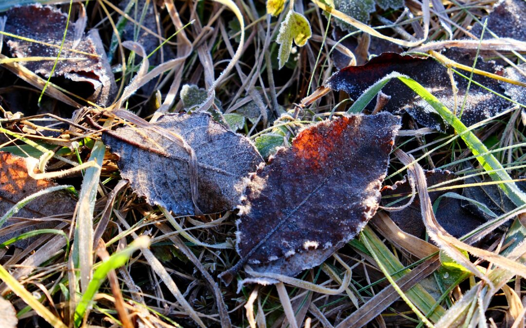 Waldspaziergang