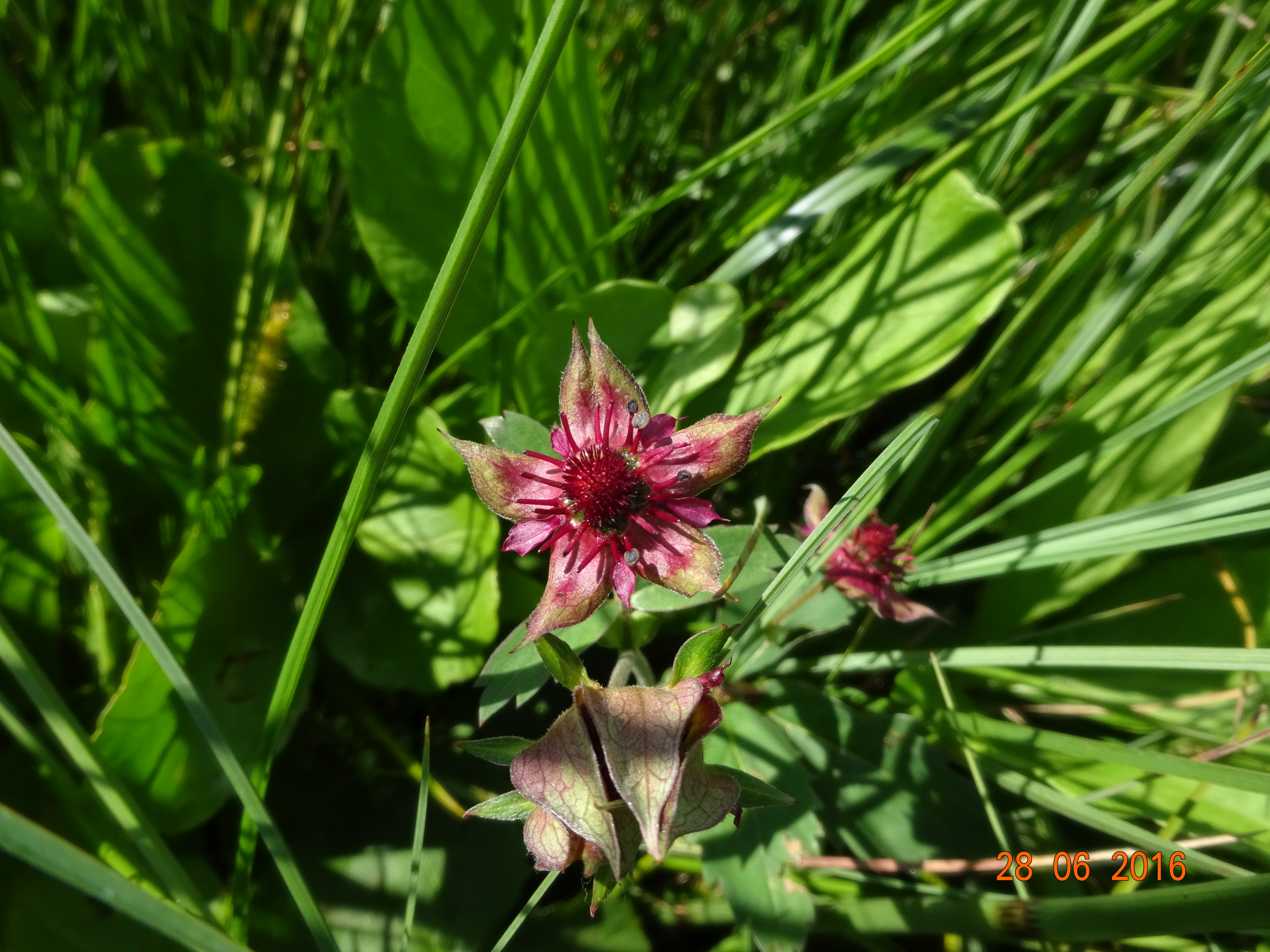 Potentilla_palustris_Foto_Patrick Schwager (1)