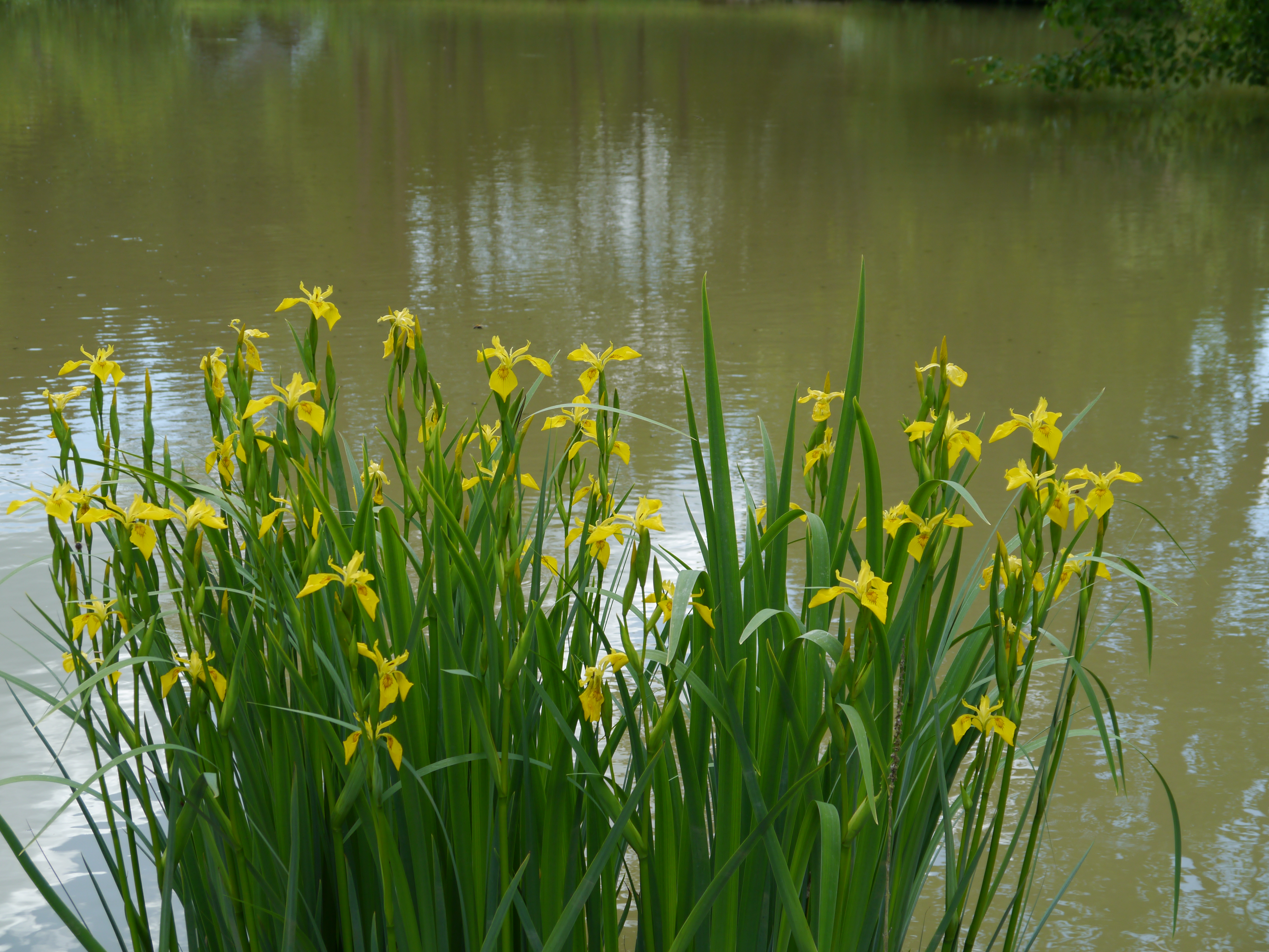 Iris_pseudacorus_Foto Patrick Schwager (1)