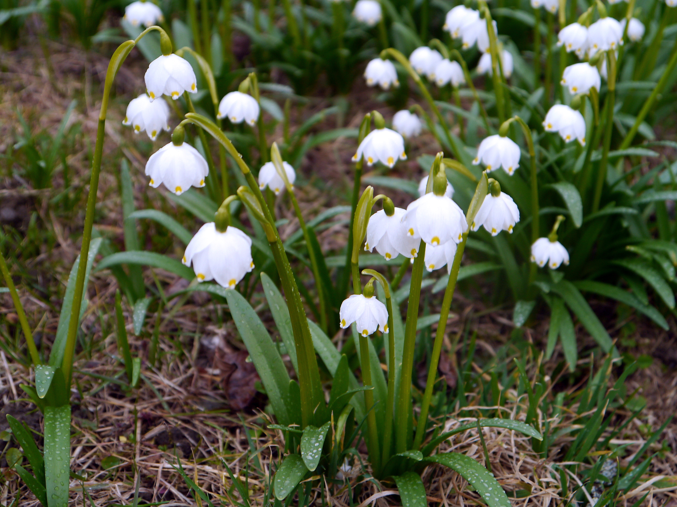 Leucojum_vernum_Foto Patrick Schwager (1)