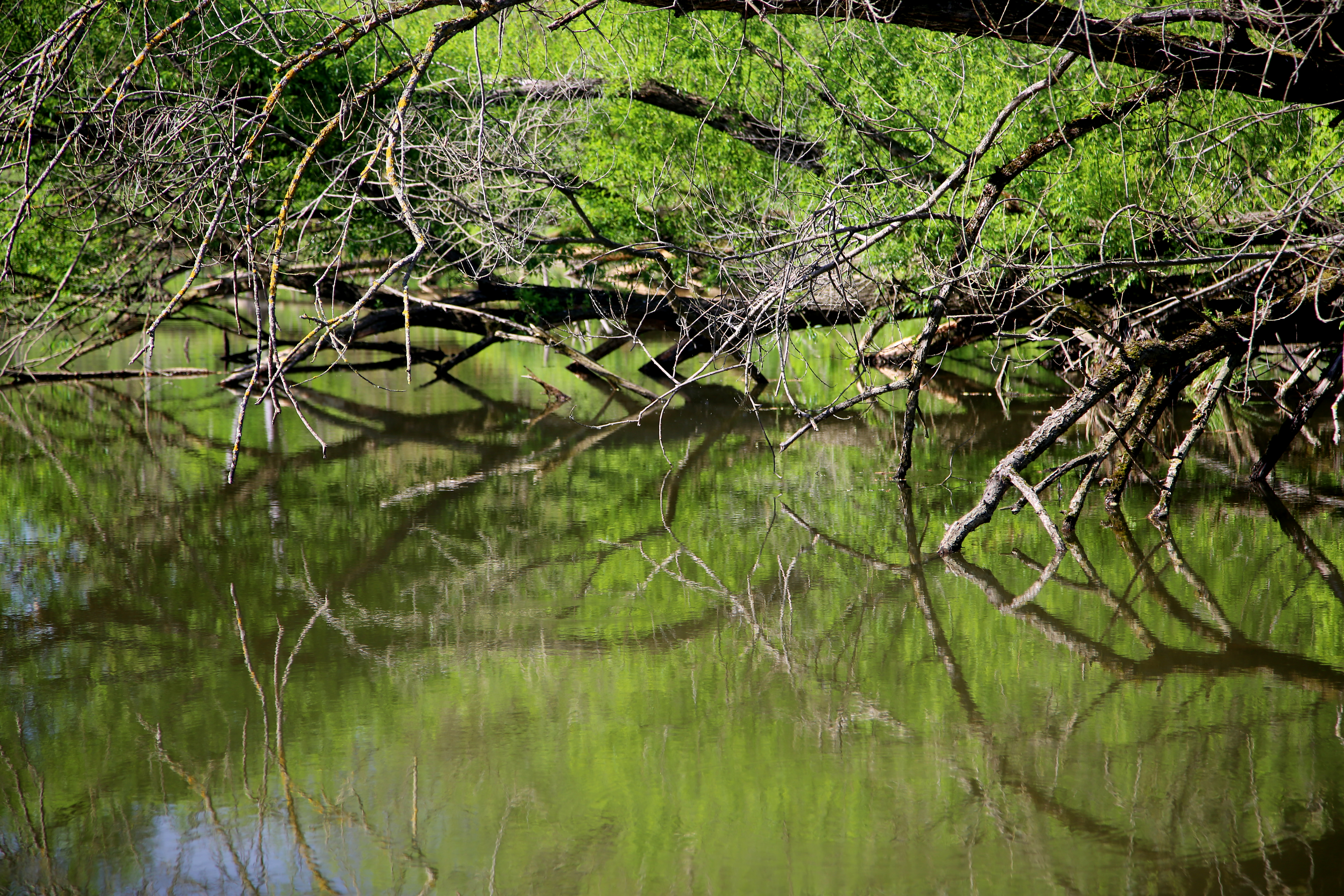 Exkursion Hohenbrugg Biodiversität auf Schritt und Tritt Foto Laura Pabst (54)