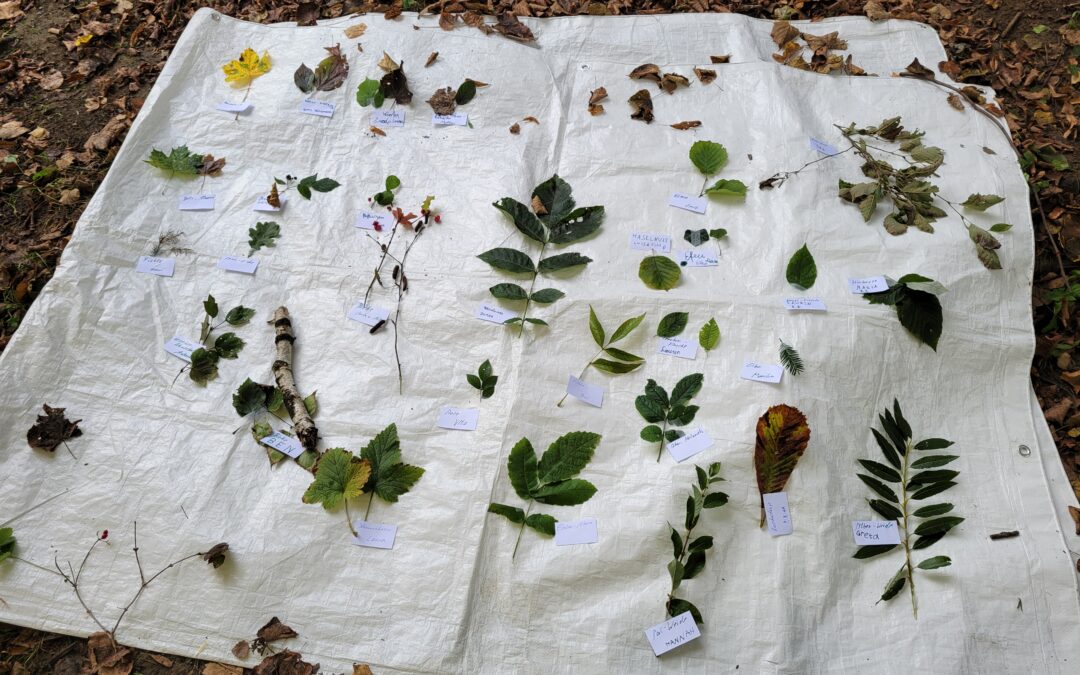 „WWW – Wildes Wunder Wald“ – Fuchslochfest 2025