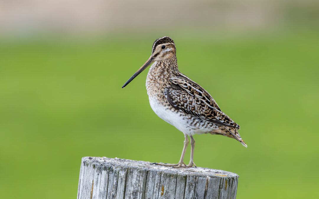 Stadl Au – Die Rückkehr der Bekassinen