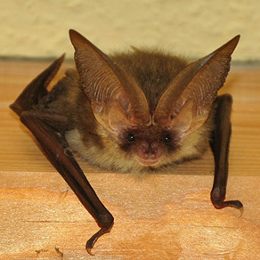 önj_Naturdetektive2026_Fledermäuse