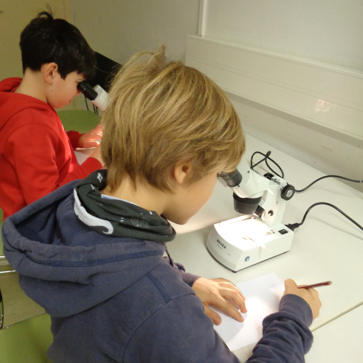önj_Naturdetektive2026_Mikroskopieren 