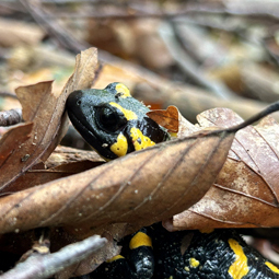 önj_Naturdetektive2026_Salamander