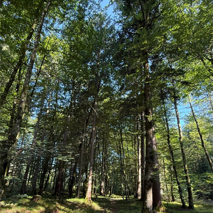 önj_Naturdetektive2026_Spurensuche im Wald