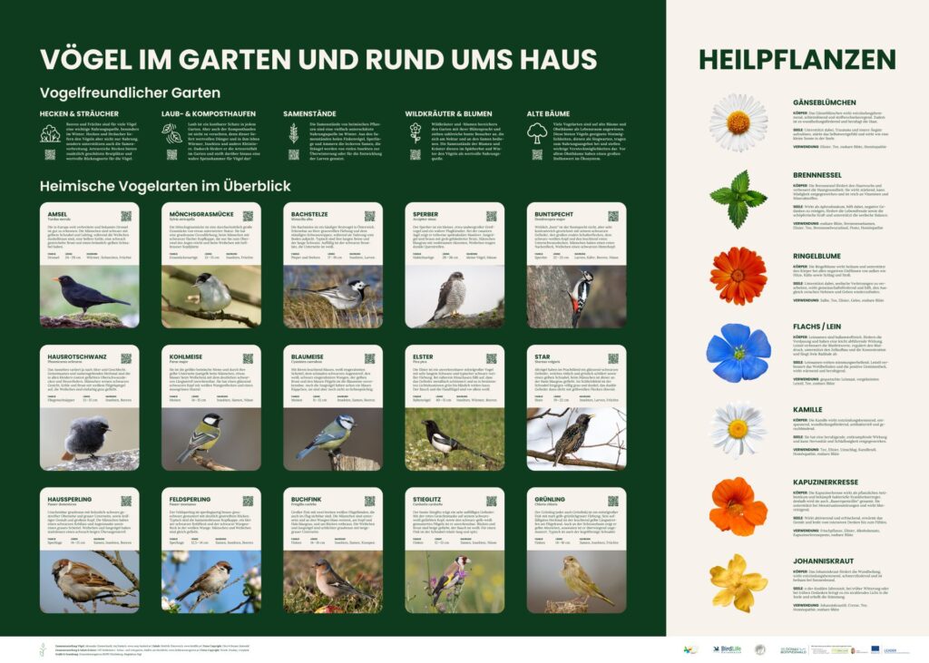 Vögel im Generationengarten Ulrichsberg entdecken