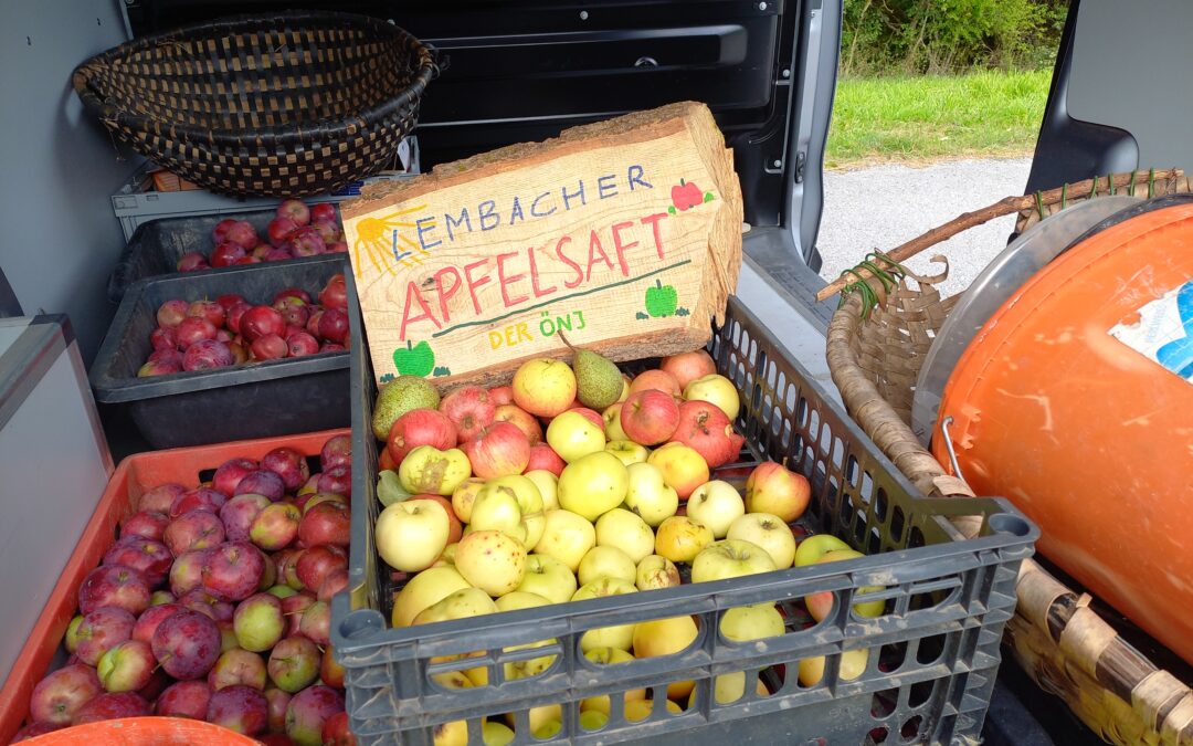 Apfelernte auf unserer Naturfläche