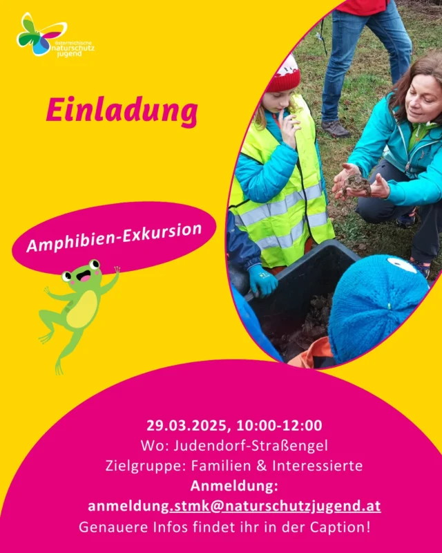 🐸 EINLADUNG 🐸
Aufgrund der großen Nachfrage laden wir nocheinmal ein:

Der Frühling beginnt und somit auch die Zeit der Amphibien, die zu ihren Laichgewässern wandern. Dazwischen liegen oft Barrieren wie Straßen, die für sie zur Todeszone werden. Um dies zu vermeiden stellt die Naturschutzjugend Amphibienschutzzäune im Raum Graz auf.
Im Rahmen einer Amphibien-Exkursion besuchen wir einen Amphibienschutzzaun in Judendorf-Straßengel und leeren gemeinsam die Kübel die entlang des Zauns aufgestellt sind. Dann spazieren wir selbst zu einem Laichgewässer von Amphibien – mit etwas Glück finden wir Frösche, Kröten & Co oder zumindest ihren Laich im Gewässer. Währenddessen wird Spannendes rund um die faszinierende Welt der Amphibien auf spielerische Art und Weise erfahren 😊

Termin & Uhrzeit: Samstag, den 29.03.2025, 10:00-12:00
Treffpunkt: Parkplatz Beachvolleyball-Feld Judendorf-Straßengel
Kosten: Keine, wir freuen uns aber über einen kleinen Wertschätzungsbeitrag 😊
Zielgruppe: Familien & Interessierte
Referent*innen: Tobias Gratzer & Merit Deutschmann
Kontakt Tag der Veranstaltung: 0660/ 6813534
📸: önj-Team
.
.
.
#oenj #oenjstmk #naturschutzjugend #amphibienexkursion #einladung #artenschutz #umweltbildung