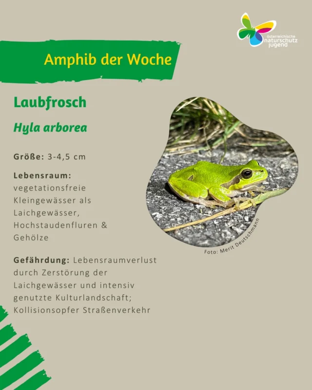 🐸 Amphib der Woche 🐸
Zum Abschluss unserer Amphib der Woche Reihe, möchten wir euch heute den Laubfrosch vorstellen!
📸: Merit Deutschmann
.
.
.
#Naturschutzjugend #oenjstmk #oenjsteiermark #amphibienschutz #amphibderwoche #laubfrosch #hylaarborea #amphibienschutzzaun #frosch #frösche
