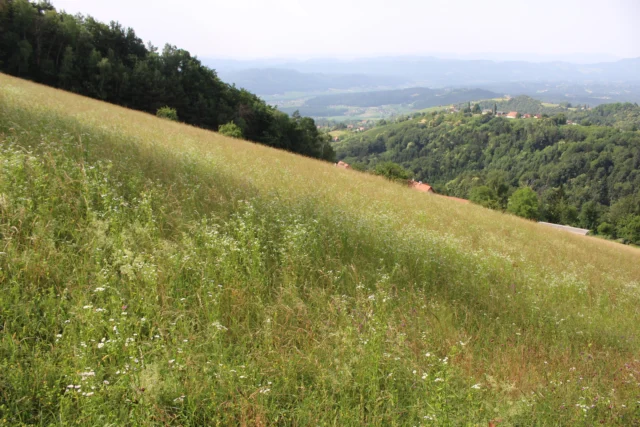 🌸ÖNJ-ÖKOINSEL PATENSCHAFT🌸

Den Beginn unserer önj-Ökoinsel Vorstellung macht die allseits bekannte „Schmetterlingswiese“ am Demmerkogel! 😊
Diese ist für ihre reichhaltige Insektenfauna bekannt. Viele geschützte Schmetterlinge wie zum Beispiel der Postillion, der Schwalbenschwanz oder oder der Feurige Perlmuttfalter sind hier beheimatet 🦋 Um diese Insektenvielfalt zu erhalten, wird die Schmetterlingswiese unter schweißtreibender aber auch lustiger Arbeit händisch gemäht 💪
Ihr wollt die Schmetterlingswiese und somit auch den langfristigen Erhalt der Artenvielfalt unterstützen? Mit einer önj-Ökoinsel Patenschaft ist dies möglich!

❗Bei Interesse und für nähere Informationen bitte bei laura.pabst@naturschutzjugend.at melden ❗
📸: Oliver Gebhardt, önj-Team
.
.
.
#naturschutzjugend #oenj #ökoinselpatenschaft #ökoinselpatenschaft #patenschaft #extensivebewirtschaftung #artenvielfalt #oenjökoinseln #demmerkogel #schmetterlingswiese