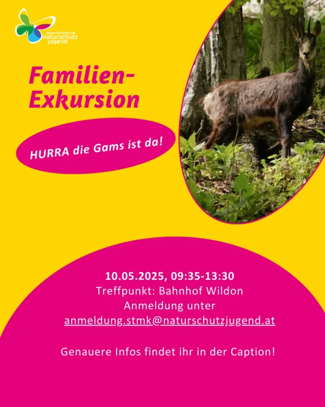 🐐EINLADUNG🐐

Am Wildoner Schlossberg (leichte Wanderung ca. 30 Minuten) gibt es gleich mehrere Besonderheiten: eine Höhle lädt zu Erkundung der Unterwelt ein, alte Burgruinen zeugen von der Vergangenheit, gesäumt von uralten Buchen, die sich an die steilen, felsigen Hänge krallen. Dort wohnen auch die Waldgämsen – und lassen sich mit etwas Glück ganz aus der Nähe beobachten. Wie die Gämsen wollen wir dort ein wenig herumklettern und lassen uns die zarten Frühlingskräuter beim Picknick schmecken. Zeit für Spiel, Spaß und Tierbeobachtungen gibt’s reichlich, und wer anschließend noch Energie hat kann gerne mit dem önj-Team zur Buschenschank Bockmoar wandern (ca. 45 Minuten für eine Strecke).
Der Umwelt zuliebe freuen wir uns über möglichst viele Personen die, gerne gemeinsam, mit dem Zug anreisen!
Die Veranstaltung ist kostenlos, wir freuen uns aber über einen kleinen Wertschätzungsbeitrag 😊
Referentin: Verena Wöhry (0664/ 73623644)

Um Anmeldung bis 07.05.2025 unter anmeldung.stmk@naturschutzjugend.at wird gebeten!
.
.
.
#naturschutzjugend #oenj #hurradiegamsistda #wildon #umweltbildung #familienexkursion #gams #naturvermittlung
