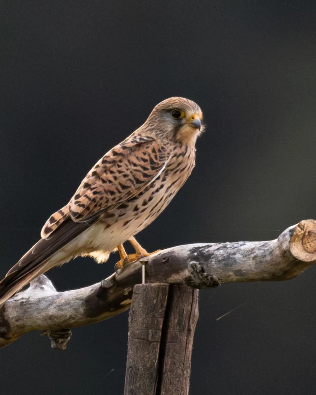 Auf der önj-Ökoinsel Lafnitzwiesen wurden neue Vogel-Ansitzwarten aufgestellt, um den Lebensraum für Greifvögel zu verbessern 🦅 Bei einem Check nur ein paar Stunden später, wurden diese bereits von einem Turmfalken benutzt was uns riesig gefreut hat! 😍
Zusätzlich wurden auf der önj-Ökoinsel weitere tolle Vogelbeobachtungen gemacht - wisst ihr um welche Vögel es sich handelt? 🤔
📸: Mani Raab, Oliver Gebhardt
.
.
.
#naturschutzjugend #oenj #ökoinsel #önjökoinsel #lafnitzwiesen #vogelansitzwarte #greifvögel