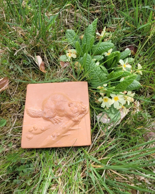 🦫 BAUSTEINAKTION-BIBERBURG 🦫 

Könnt ihr euch noch an die Schmetterlings Relief-Fliesen von @kerstin.eberhard erinnern? 🦋Als zweite Reihe gibt es nun die handgefertigten Keramik-Fliesen mit Biber-Motiv 😍
Auch diese sind Teil der Baustein-Aktion für, wie könnte es passender sein, die Biberburg.

Die Biberburg ist ein beliebtes Selbstversorgerhaus der önj-Steiermark in Wörth an der Lafnitz. Um weitere Gäste begrüßen zu können, wollen wir einen Umbau für ein zusätzliches 4er-Zimmer realisieren. Für die Umsetzung brauchen wir DEINE Unterstützung! Mit deinem Kauf jeder handgefertigten Relief-Fliese hilfst du dabei aktiv mit!
Wir danken der in Graz ansässigen Künstlerin Florinda @kerstin.eberhard 
aus der Galerie Blaues Atelier, die eine limitierte Auflage an Keramik-Fliesen eigens für diese Baustein-Aktion erschaffen hat. Jede Fliese ist um 50 € bei uns zu erwerben. Zusätzlich ist jedes Kunstwerk Teil einer großen önj-Verlosung in diesem Jahr! Stay tuned! 🤗🤗🤗

Kontakt: office.stmk@naturschutzjugend.at; +43 6645175889

📷: Julia Edlinger
.
.
.
#biberburg #naturschutzjugendsteiermark #verlosung #keramik #oenjstmk #selbstversorgerhaus #mithelfen #blauesatelier #biber