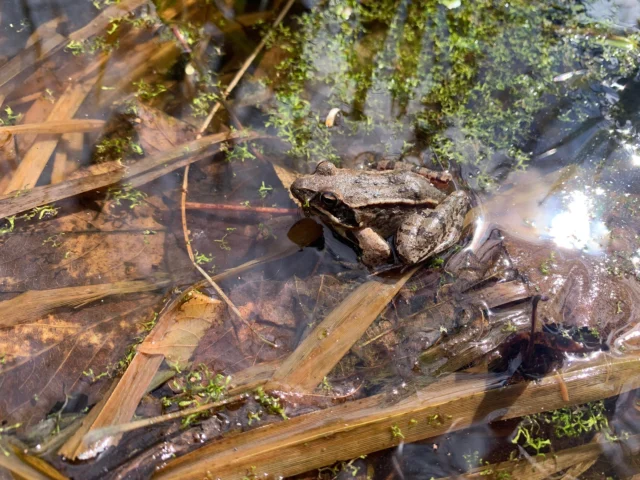 Zum Abschluss der Amphibienschutzaktion 2025 gibt es noch ein paar Fotos von gefundenen Amphibien während der Exkursion mit der VS Gratwein-Straßengel, die Tobias & David begleitet haben 🐸
Wisst ihr um welche Arten es sich handelt? 🤔
📸: David Plank
.
.
.
#oenj #oenjstmk #Naturschutzjugend #amphibienexkursion #artenschutz #umweltbildung #kröten #molche